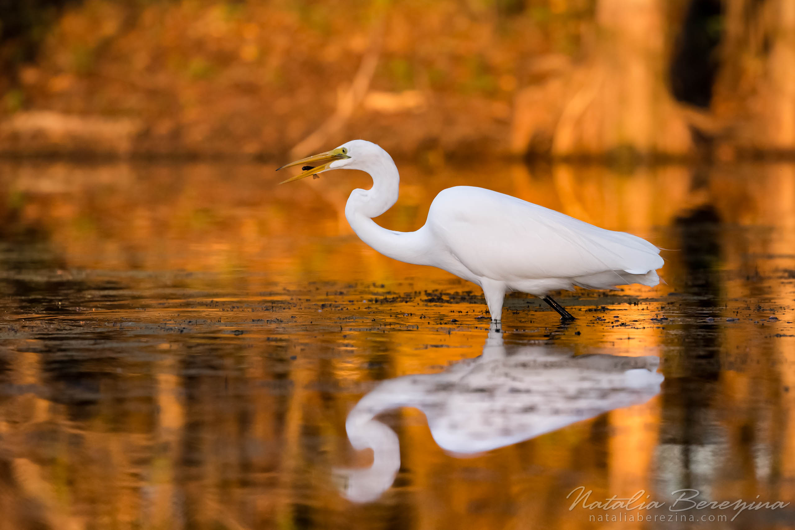 Louisiana, swaps, bird, wildlife, reflection, gold LO1-NBDK1U8522 - Cypress Swamps Wild Life, Louisiana, Texas, USA - Natalia Berezina Photography