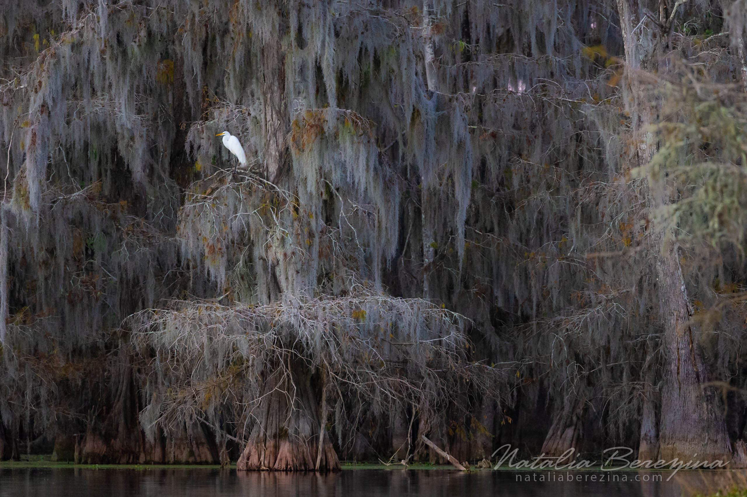 Louisiana, swaps, bird, wildlife LO1-NBDK1U8584 - Cypress Swamps Wild Life, Louisiana, Texas, USA - Natalia Berezina Photography