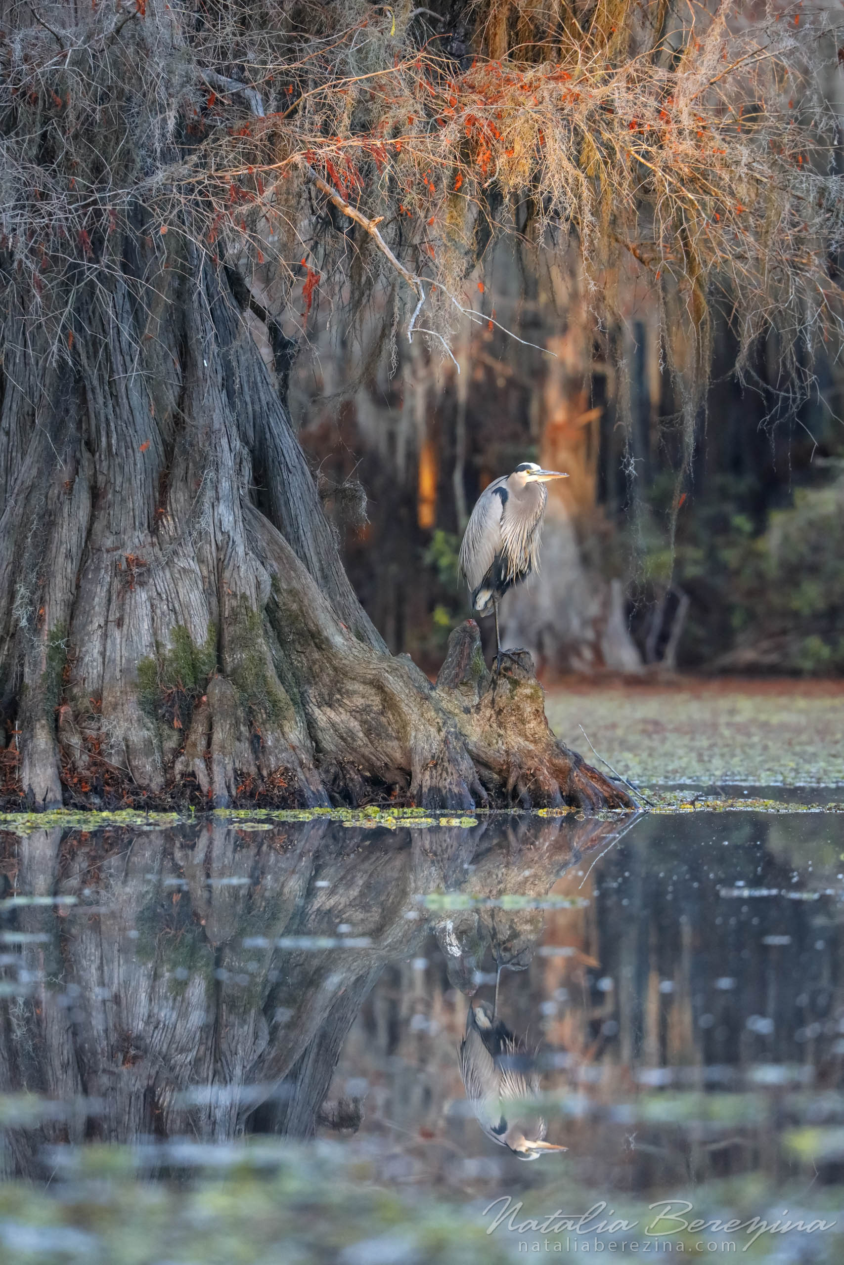 Texas, swaps, bird, wildlife, vertical, sunlights TX1-NB0B4A1526 - Cypress Swamps Wild Life, Louisiana, Texas, USA - Natalia Berezina Photography