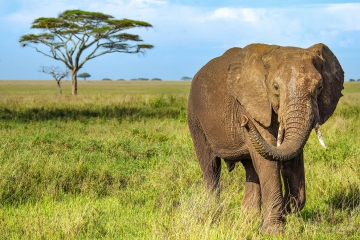 wildlife,-animals,-elephant